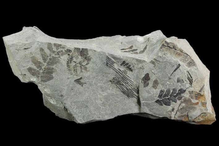 Pennsylvanian Fossil Fern (Neuropteris) Plate - Kentucky #126246